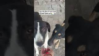 Do good feel good doglover shriram bhajan [upl. by Ozner]