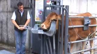 Cattle Head holder Cow Scoop part 1 [upl. by Yruok]