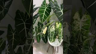 Moved my Alocasia micholitziana to this corner 🤩 plants indoorplants alocasia [upl. by Delmer]