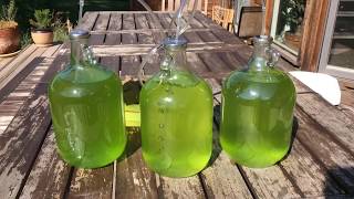 Micro Algae for Biodiesel [upl. by Astraea]