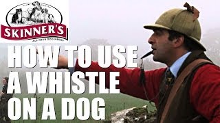 Gundog training tips  how to use the whistle [upl. by Ellerad]