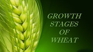 Stages of Growth in Wheat [upl. by Ettevets953]