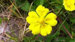 Creeping Cinquefoil Potentille Reptans  20120602 [upl. by Ewart]