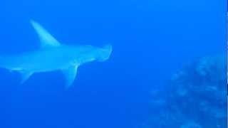 Hammerhead Shark Diving in Turks and Caicos [upl. by Letnahs]