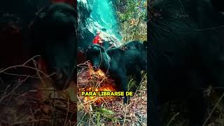 ¡Increíble 🐐🔥 Cabra Misteriosa Camina entre Llamas y No Se Incendia 😱✨ [upl. by Anaihs]