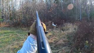 Woodcock hunting over my english setter Bonnie VERMONT UPLAND HUNTING [upl. by Kravits]