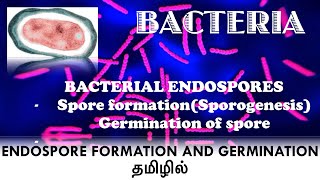 Bacterial endospore formation  Sporulation  Sporogenesis  Germination of endospore  தமிழில் [upl. by Isyed893]