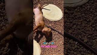 Tilly the dachshund puppy friendship love cute play garden new trust wienerdog gold [upl. by Anirbes]