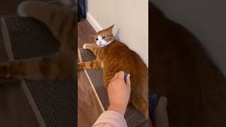 Hcatcatlover fumny fumnyvideos foryou fypage fyp fumnycatcats [upl. by Ailem]