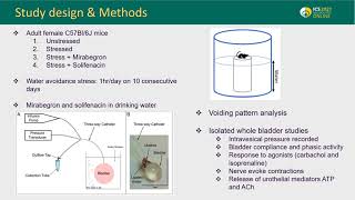 23105 Mirabegron and solifenacin are equally effective at reducing voiding dysfunction caused b [upl. by Sirad]