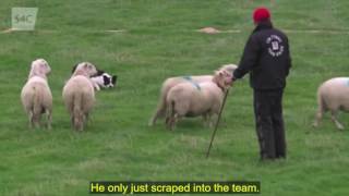 International Sheep Dog Trial 2016 [upl. by Aicercul]