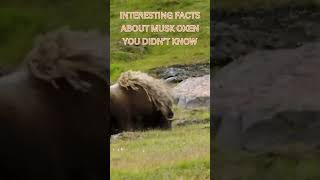 Interesting Facts About Musk Oxen You Didnt Know documentarychannel wildlife [upl. by Notac]