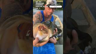 BIG BASS BABY 💪 fishing fish fishingshorts bassfish bass bassfishing catchnrelease sub [upl. by Yemrots]