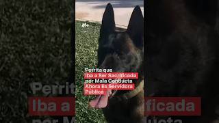 Perrita que iba a ser sacrificada por mala conducta ahora es servidora pública  N Shorts [upl. by Witha]