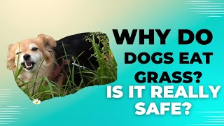 Why Do Dogs Eat Grass amp Is It Safe Everything You Need to Know [upl. by Jewell]