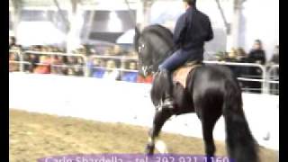 Cavallo Frisone  Carlo Sbardellamov [upl. by Odnala]