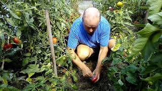 Cultiver les haricots verts en jardiniere [upl. by Annaohj]