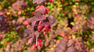 ThunbergBerberitze Berberis thunbergii im Herbst [upl. by Celisse]