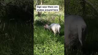 Some deer in Sydney near doonsidenature animals [upl. by Ostap]