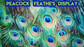 Peacock Opening Its Feathers 🦚 peacock feather display  peacock call peacockfeathers peacockcall [upl. by Melvin]