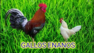 GALLOS Y GALLINAS MINIATURA  gallos kikirikis [upl. by Zasuwa]