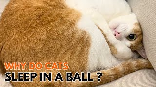 Why Do Cats Sleep In A Ball cat sleep cats catvideo cutecat orangecat orangecats [upl. by Asor372]