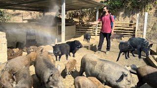 Jhony cares for and prevents disease in his wild boar farm pigs [upl. by Jeremy300]