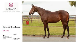 Arqana August Sale 2023  N°421  F  Zelzal x Diva Cattiva présentée par le Haras De Grandcamp [upl. by Orme819]