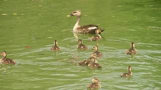 Revival of Hauz Khas Lake [upl. by Alrrats]