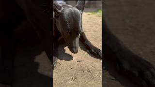 KNPV Black Malinois Indicates Bullet Discovery [upl. by Ttennaej]