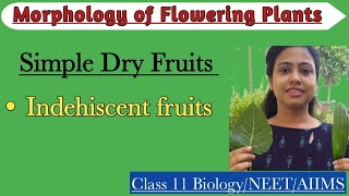 Fruits  Simple Dry Indehiscent Fruit  Morphology of Flowering Plants  Class 11 Biology NEET AIIMS [upl. by Cyndi]