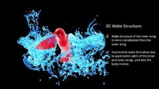 Turning on a Dime – Asymmetric Vortex Formation in Hummingbird Maneuvering Flight [upl. by Llerahc807]