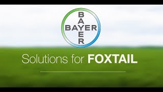 Solutions for Foxtail  Manage toughtocontrol weeds [upl. by Yeliab]