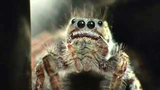 Phidippus Carolinensis Jumping Spiders [upl. by Annaiv971]