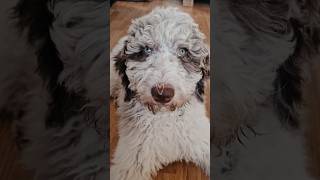 Charley ❤️ 16 Weeks cutedog dog doglovers goldendoodle [upl. by Andy]