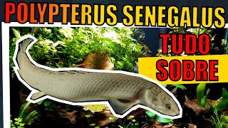 🔴POLYPTERUS SENEGALUS TUDO SOBRE COMO CUIDAR LITRAGEM TEMPERATURA ALIMENTAÇÃO E  Mr Betta [upl. by Novhaj517]