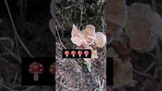 Fungi  cotylidia diaphana 🍄😲 subscribemychannel nature shortvideo [upl. by Vita]