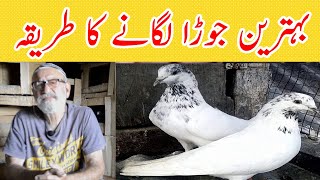 Kabootar Ka Jora Lagane ka Tarika  Jora Lagane ka tarika  Pigeon jora lagane ki Tips  Kabutar Tv [upl. by Aihcropal481]