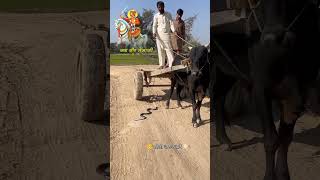 stutas tejaji tarding tejajimaharaj newpost temple viral farming rajasthan gau sanx [upl. by Lelith]