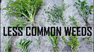 Identifying Less Common Weeds  Weed Identification [upl. by Chelsie594]