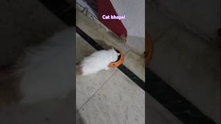 Cat Bhopal 2024 youtubeshorts viral shors mukund sable [upl. by Rramaj]