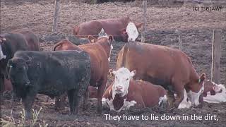 High Quality Beef Feedlots English [upl. by Missy]