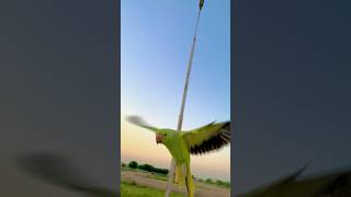 Mashaallah😍 parrot free flying 🥰🦜parrot flying viralvideo trending shorts youtubeshorts [upl. by Etnaled]