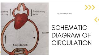 How to draw schematic diagram of circulation class 7 ncert [upl. by Llerdnek789]