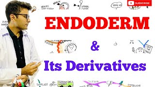 Embryology  Endoderm [upl. by Nohsad]
