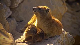 Rock Hyrax and Penguin [upl. by Sadnac]