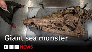 Colossal sea monster unearthed in UK  BBC News [upl. by Lezti154]