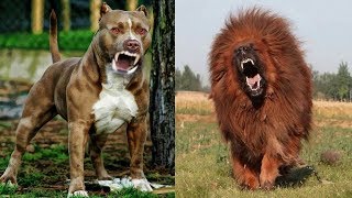 8 Races De Chien Plus Létales Qui Battent Le PitBull [upl. by Enrahs92]