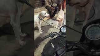 Rajapalayam vs Labrador dog funny video [upl. by Gonnella]