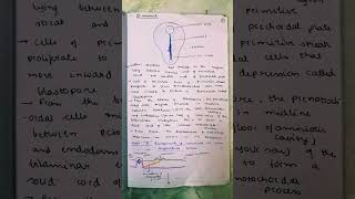 3notes of notochord general embryology [upl. by Ailes]